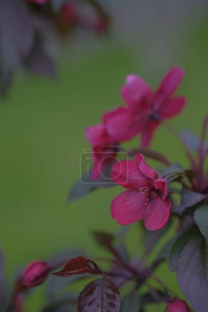 Photo for Red flowers of an apple tree on the background of a green meadow. Spring time. Orchard. - Royalty Free Image