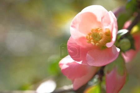 Photo for Apple blossoms are pink lit by the sun on the left. Blooming. Spring time. - Royalty Free Image