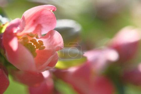 Photo for Flowers of the apple tree are pink. Blooming? Springtide. - Royalty Free Image