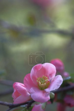 Photo for Pink apple flowers in the shade. Blooming. Spring. - Royalty Free Image