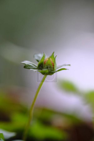 Photo for Fragile bud is opened in the summer morning. Blurred background. - Royalty Free Image