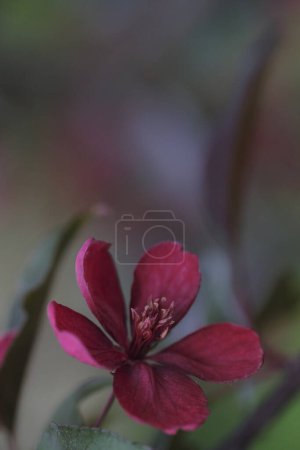 Photo for One red flower on a branch of an apple tree on a blurred background. Orchard. Spring bloom. - Royalty Free Image