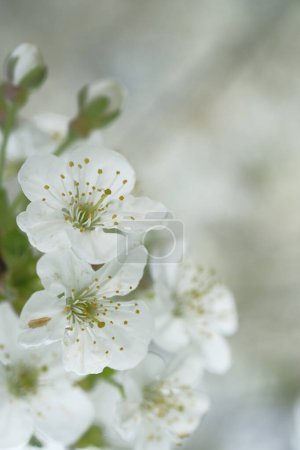 Photo for Inflorescence of white apple flowers on blurred background. Blooming Spring time. Orchard. - Royalty Free Image
