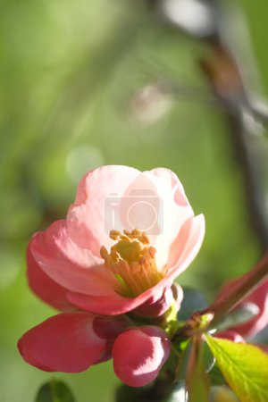 Photo for Pink flower of the apple tree is blooming. Spring time. - Royalty Free Image