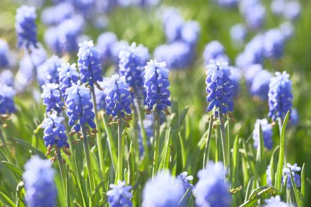 Photo for Grape hyacinths in the field on tall stems. Flower field. Summer time. - Royalty Free Image