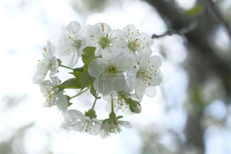 Photo for Inflorescence of apple white flowers. Globular inflorescence. Blooming Spring time. Orchard. - Royalty Free Image