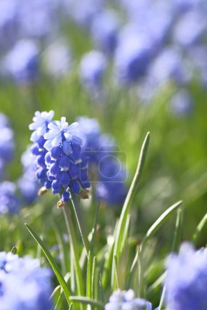Photo for Grape hyacinth alone among the green grass. Flower field. Summer time. - Royalty Free Image