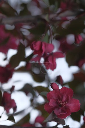 Photo for Red velvet flowers of an apple tree. Flowers on the background of the sky. Orchard - Royalty Free Image