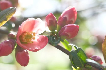 Photo for Flowers of the apple tree are pink. Blooming? Springtide. - Royalty Free Image