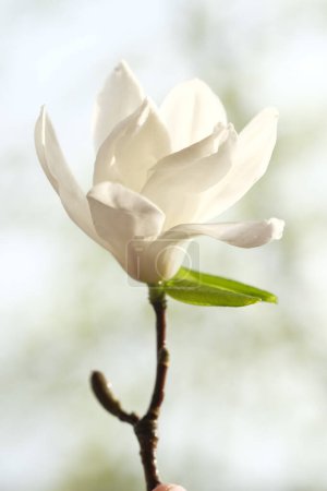 Téléchargez les photos : Une fleur de magnolia blanc est à moitié fleurie. Le soleil printanier illumine les fleurs de magnolia. - en image libre de droit