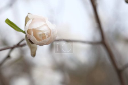 Photo for Magnolia flower blooms in the spring. Fragile white petals. - Royalty Free Image