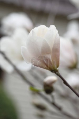 Photo for White magnolia flower, side view. A delicate spring flower. - Royalty Free Image