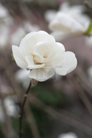 Photo for White magnolia flower on a gray background. Fragile magnolia petals. - Royalty Free Image