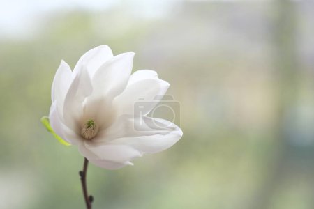 Photo for One white magnolia flower on a branch. Cloudy Day. - Royalty Free Image