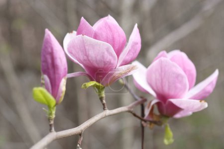 Photo for Two purple magnolia flowers on the background of gray branches. Two flowers on one branch. - Royalty Free Image