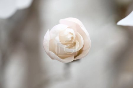 Téléchargez les photos : Un bourgeon de magnolia blanc qui ressemble à des bonbons. Délicate fleur de printemps. - en image libre de droit
