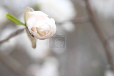 Téléchargez les photos : Bourgeon blanc de magnolia sur une branche sans feuilles. Délicats pétales de magnolia - en image libre de droit