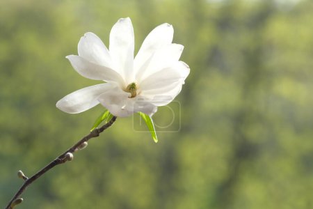 Photo for White magnolia flower photographed from the front. The sun illuminates the white flower. - Royalty Free Image