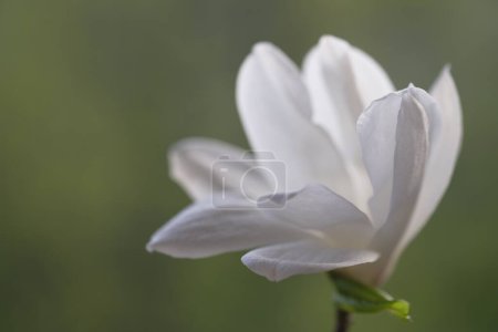 Photo for A white magnolia flower opened its fragile petals. Springtime. - Royalty Free Image