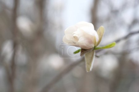 Téléchargez les photos : La fleur de Magnolia fleurit au printemps. Pétales blancs fragiles. - en image libre de droit