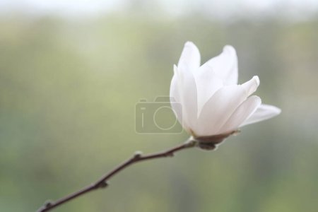 Téléchargez les photos : Une fleur de magnolia blanc sur une branche. Jour nuageux. - en image libre de droit
