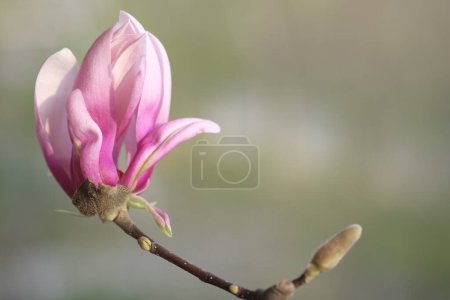 Photo for A pink magnolia flower illuminated by the sun. Spring warmth. - Royalty Free Image
