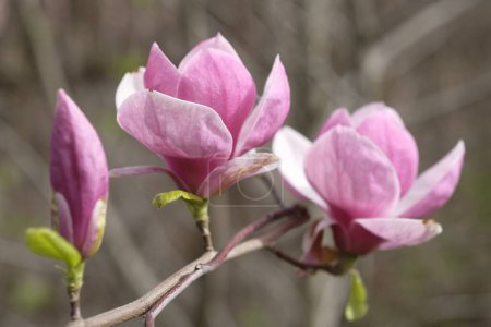 Téléchargez les photos : Deux fleurs de magnolia violet sur le fond de branches grises. Deux fleurs sur une branche. - en image libre de droit