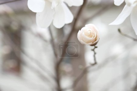 Photo for White bud of the magnolia, next to the unfurled flower. Delicate magnolia petals. - Royalty Free Image