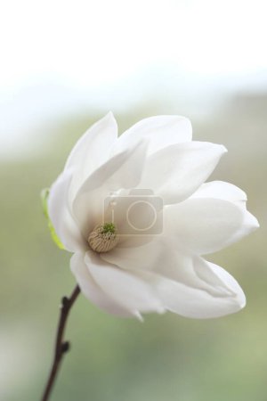 Photo for One white magnolia flower on a branch. Cloudy Day. - Royalty Free Image