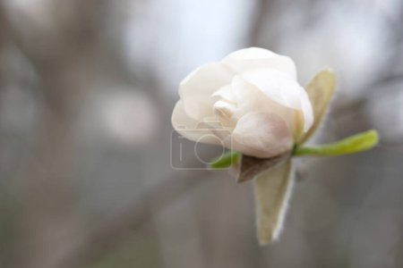 Téléchargez les photos : La fleur de Magnolia fleurit au printemps. Pétales blancs fragiles. - en image libre de droit