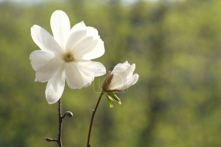 Téléchargez les photos : Magnolia blanc fleurissant à côté du bourgeon. Le soleil brille sur les fleurs blanches. - en image libre de droit