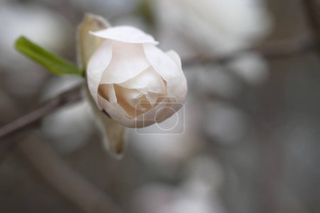 Photo for White bud of magnolia on a branch without leaves. Delicate magnolia petals - Royalty Free Image