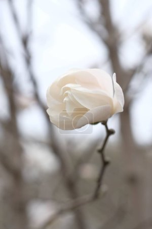 Téléchargez les photos : Bourgeon blanc de magnolia sur une branche sans feuilles. Délicats pétales de magnolia - en image libre de droit