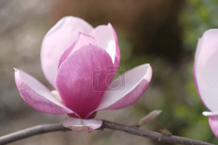 Photo for A purple magnolia flower has opened its petals in half. Spring flowers. - Royalty Free Image