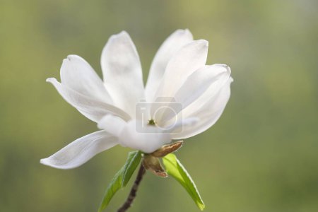 Photo for A white magnolia flower opened its fragile petals. Springtime. - Royalty Free Image