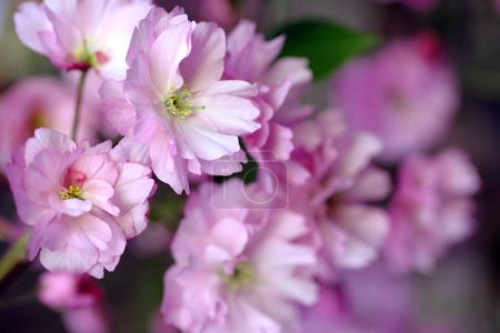 Photo for Sakura flowers are a delicate pink color. Japanese cherry tree in spring. - Royalty Free Image