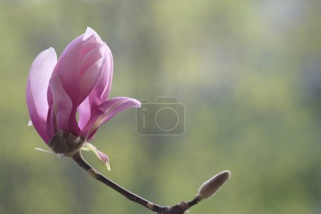 Téléchargez les photos : Une fleur de magnolia rose illuminée par le soleil. Chaleur du printemps. - en image libre de droit