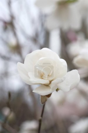 Photo for White bud of the magnolia, next to the unfurled flower. Delicate magnolia petals. - Royalty Free Image
