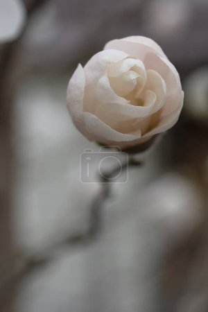 Photo for White magnolia bud that looks like candy. Delicate spring flower. - Royalty Free Image