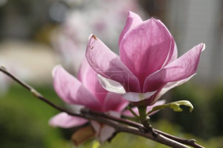 Photo for Two purple magnolia flowers grow on the same branch. Spring is here - Royalty Free Image