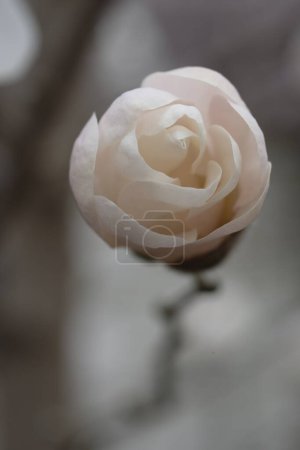 Photo for White magnolia bud that looks like candy. Delicate spring flower. - Royalty Free Image