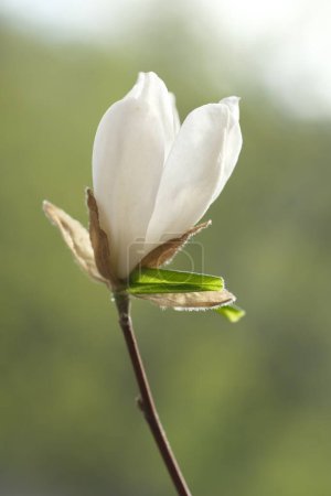 Photo for One white magnolia flower is half bloomed. Spring sunshine illuminates the magnolia blossoms. - Royalty Free Image