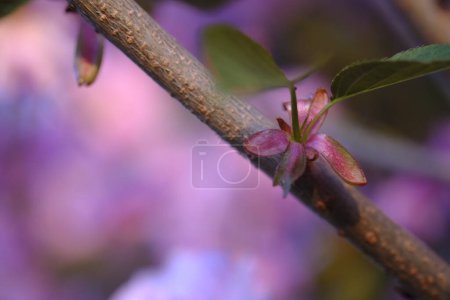 Photo for A sakura branch in the sunlight. Blooming symbol of Japan. - Royalty Free Image
