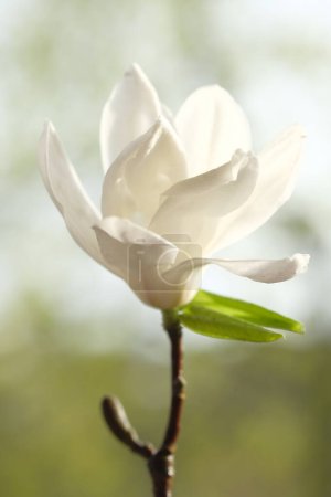 Photo for One white magnolia flower is half bloomed. Spring sunshine illuminates the magnolia blossoms. - Royalty Free Image