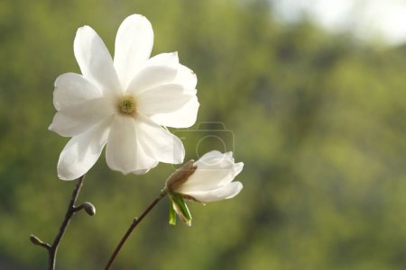 Photo for Blossoming white magnolia flower next to the bud. The sun shines on the white flowers. - Royalty Free Image