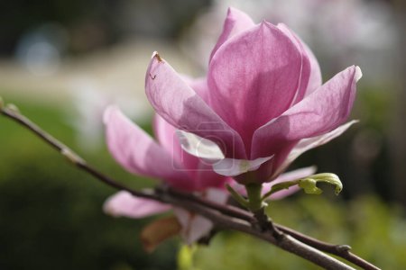 Photo for Two purple magnolia flowers grow on the same branch. Spring is here - Royalty Free Image