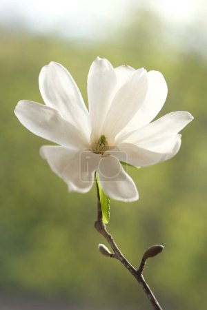 Photo for White magnolia flower photographed from the front. The sun illuminates the white flower. - Royalty Free Image