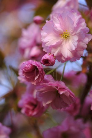 Téléchargez les photos : Les fleurs Sakura sont d'une couleur rose délicate. Cerisier japonais au printemps. - en image libre de droit