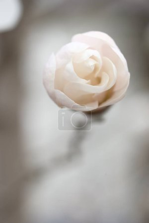 Téléchargez les photos : Un bourgeon de magnolia blanc qui ressemble à des bonbons. Délicate fleur de printemps. - en image libre de droit