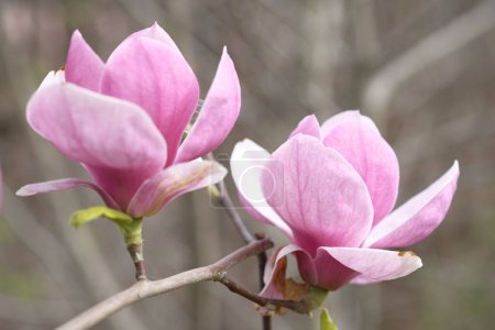 Téléchargez les photos : Deux fleurs de magnolia violet sur le fond de branches grises. Deux fleurs sur une branche. - en image libre de droit